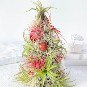 Handmade Air Plant 12" Christmas Tree with Live Air Plants | Preorder Today | Free Shipping | Supports Our School in Guatemala