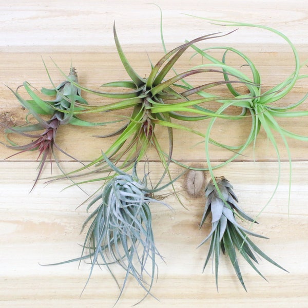 Collector's Choice Set of 10 Specialty Air Plants - Rare, Exotic, & Large - Air Plants for Sale - 30 Day Air Plant Guarantee - FAST SHIPPING