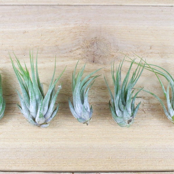 5 Pack of Ionantha Scaposa Air Plants - 30 Day Air Plant Guarantee - Spectacular Blooms - Air Plants for Sale - FAST SHIPPING