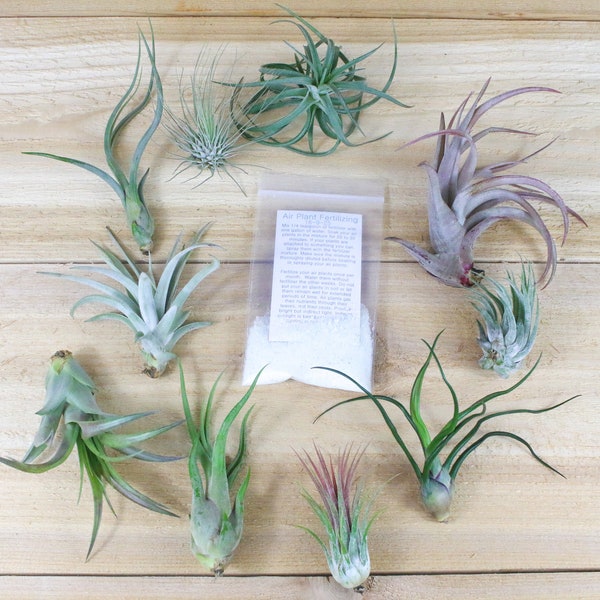 10 Pack of Small & Medium Grab Bag Air Plants + Fertilizer Packet - 30 Day Air Plant Guarantee - Beautiful When They Bloom - FAST SHIPPING