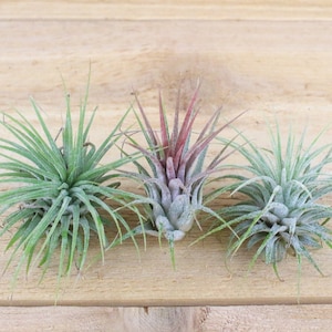 3 Pack of Ionantha Guatemala Air Plants 30 Day Air Plant Guarantee Spectacular Blooms Air Plants for Sale FAST SHIPPING image 1