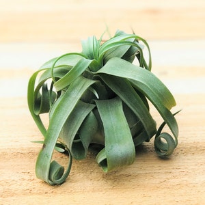 Tillandsia Streptophylla Air Plants Curly Specialty Variety 30 Day Air Plant Guarantee FAST SHIPPING image 2