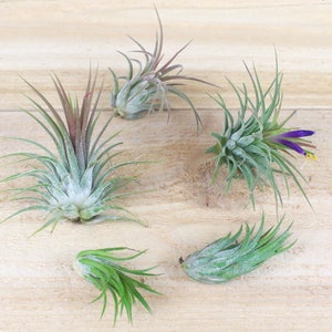 Tillandsia Ionantha Collection of 5 Air Plants - 30 Day Air Plant Guarantee - Beautiful When They Bloom - Great for terrariums FAST SHIPPING