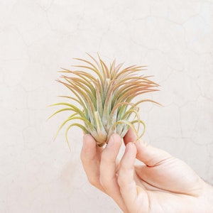 5 Pack of Large Tillandsia Ionantha Rubra Air Plants - 30 Day Air Plant Guarantee - Spectacular Blooms - Air Plants for Sale - FAST SHIPPING