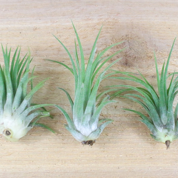 3 Pack of Ionantha Rubra Air Plants - 30 Day Air Plant Guarantee - Spectacular Blooms - Air Plants for Sale - FAST SHIPPING