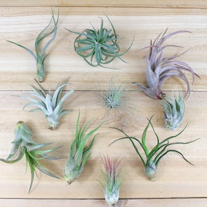 10 Pack of Small & Medium Grab Bag Air Plants - 30 Day Air Plant Guarantee - Beautiful When They Bloom - Great for terrariums FAST SHIPPING