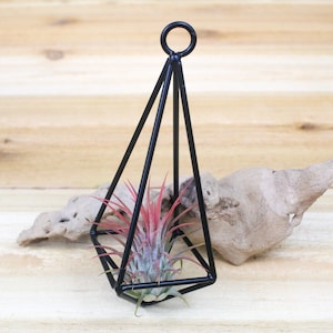 Hanging Metal Iron Pendant with Custom Air Plant - Geometric Hanging Air Plant Holder - Container - Display - FAST SHIPPING