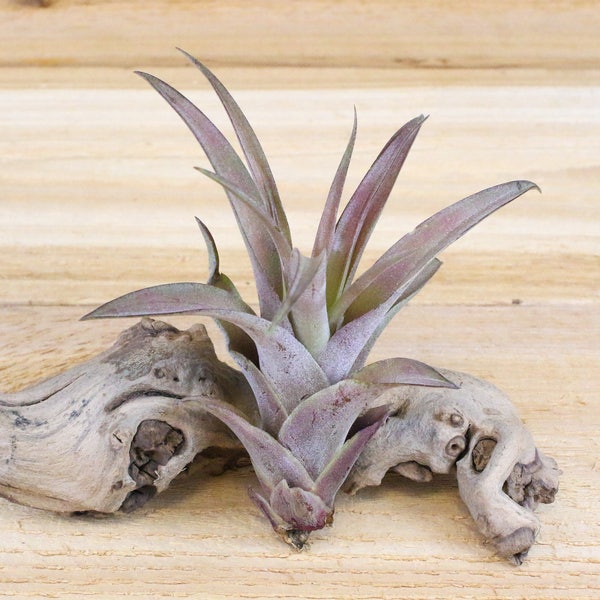 12 Pack of Capitata Peach Air Plants - 30 Day Air Plant Guarantee- FAST SHIPPING - Wholesale Air Plants