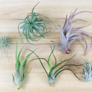 6 Pack of Small & Medium Grab Bag Air Plants - 30 Day Air Plant Guarantee - Beautiful When They Bloom - Great for terrariums FAST SHIPPING