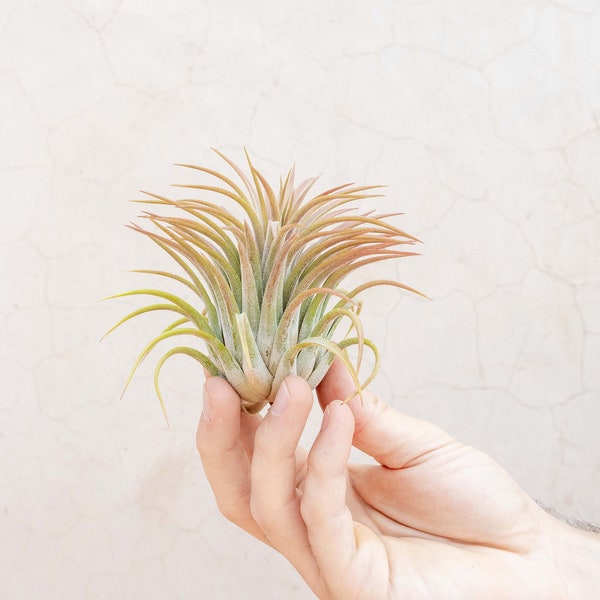 12 Pack of Large Tillandsia Ionantha Rubra Air Plants - 30 Day Air Plant Guarantee - FAST SHIPPING - Wholesale Air Plants - Air Plants Bulk