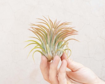 5 Pack of Large Tillandsia Ionantha Rubra Air Plants - 30 Day Guarantee - FAST SHIPPING