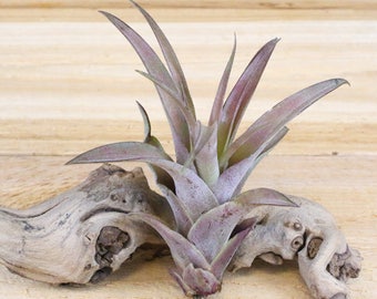 Capitata Peach Air Plants - 30 Day Air Plant Guarantee - FAST SHIPPING - Tillandsia Capitata Peach
