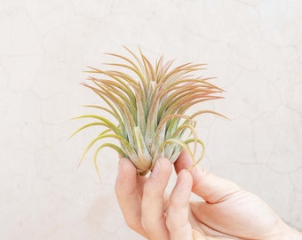 Large Tillandsia Ionantha Rubra Air Plants - 30 Day Guarantee - FAST SHIPPING