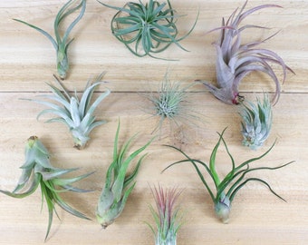 10 Pack of Small & Medium Grab Bag Air Plants - 30 Day Air Plant Guarantee - Beautiful When They Bloom - Great for terrariums FAST SHIPPING