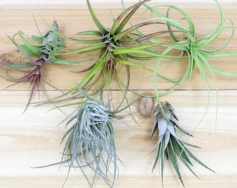 Collector's Choice Set of 5 Specialty Air Plants - Rare, Exotic, & Large  - Air Plants for Sale - 30 Day Air Plant Guarantee - FAST SHIPPING