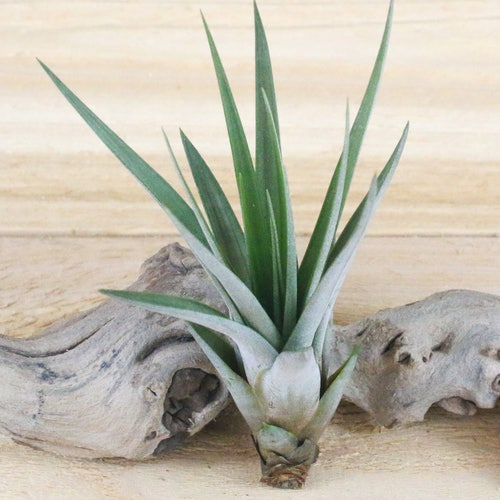 Stricta Hybrid Air Plants 30 Day Air Plant Guarantee Etsy