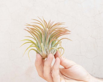 12 Pack of Large Tillandsia Ionantha Rubra Air Plants - 30 Day Air Plant Guarantee - FAST SHIPPING - Wholesale Air Plants - Air Plants Bulk