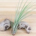 see more listings in the Wholesale Air Plants section