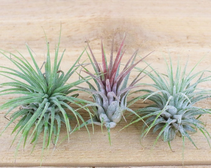 Air plants Etsy