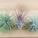 see more listings in the Air Plant 3-Packs section