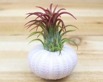 25, 50, 75, or 100 Purple Sea Urchins with Tillandsia Ionantha Air Plants - 30 Day Air Plant Guarantee - FAST FREE SHIPPING - Bulk Air Plant