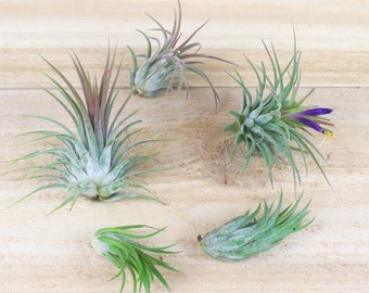 Tillandsia Ionantha Collection of 5 Air Plants - 30 Day Air Plant Guarantee - Beautiful When They Bloom - Great for terrariums FAST SHIPPING