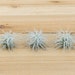 see more listings in the Wholesale Air Plants section