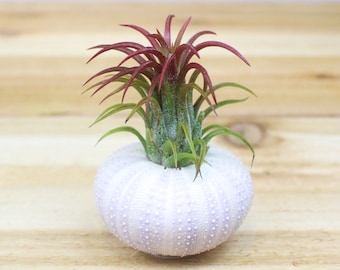 12 Pack of Purple Sea Urchins with Air Plants - 30 Day Guarantee - Wedding Favors - Wholesale Air Plants - FAST SHIPPING