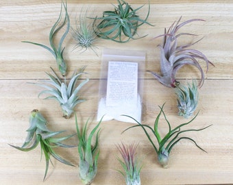 10 Pack of Small & Medium Grab Bag Air Plants + Fertilizer Packet - 30 Day Air Plant Guarantee - Beautiful When They Bloom - FAST SHIPPING