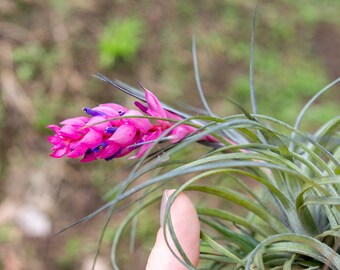 5 Pack of Stricta Hybrid Air Plants - 30 Day Air Plant Guarantee - Exotic and Rare air plant - Air Plants for Sale - FAST SHIPPING