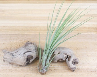 Juncea Air Plants - 30 Day Air Plant Guarantee - Modern Home Decor - Fast Shipping - Air Plants for Sale - FAST SHIPPING