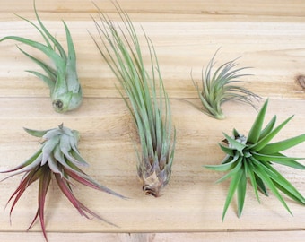 12 Pack of Classic Air Plants - 30 Day Air Plant Guarantee - FAST SHIPPING - Wholesale Air Plants - Air Plants Bulk