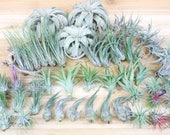 Wholesale Air Plant Pack - 33 Medium Plants 15 Ionanthas - 30 Day Air Plant Guarantee- FAST FREE SHIPPING - Variety Pack