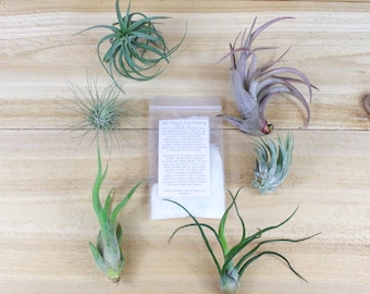 6 Pack of Small & Medium Grab Bag Air Plants + Fertilizer Packet - 30 Day Air Plant Guarantee - Beautiful When They Bloom - FAST SHIPPING