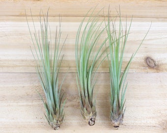 3 Pack of LARGE Juncea Air Plants - 30 Day Air Plant Guarantee - 8 to 10 Inches Tall - Air Plants for Sale - FAST SHIPPING