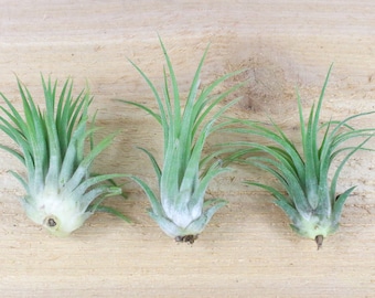 3 Pack of Tillandsia Ionantha Rubra Air Plants - 30 Day Guarantee - FAST SHIPPING