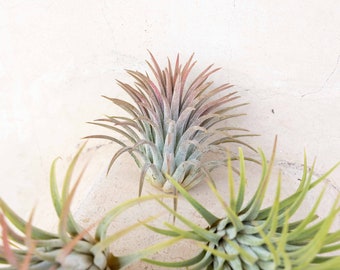 25, 50, 75, or 100+ Large Tillandsia Ionantha Rubra Air Plants - 30 Day Guarantee - FAST FREE SHIPPING - Wholesale Prices