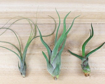 12 Pack of The Wild Ones - Bulbosa, Caput Medusa, Butzii - 30 Day Guarantee - FAST SHIPPING - Wholesale Air Plants - Bulk Air Plants