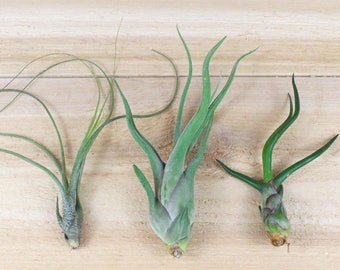 6 Air Plants - The Wild Ones -  2 Bulbosa, 2 Caput Medusae, and 2 Butzii - 30 Day Air Plant Guarantee - FAST SHIPPING