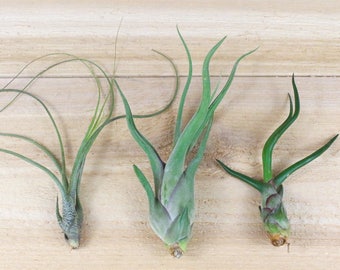 6 Pack of Wild Ones Tillandsia Air Plant Assortment - 30 Day Guarantee - FAST SHIPPING