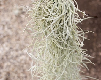 12 Pack of Colombia Thick Spanish Moss - 1 to 1.5 Foot Long Clumps - 30 Day Air Plant Guarantee - FAST SHIPPING - Wholesale Air Plants