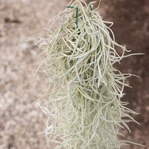 6 Pack of Colombia Thick Spanish Moss - 1 to 1.5 Foot Long Clumps - 30 Day Air Plant Guarantee - FAST SHIPPING - Wholesale Air Plants