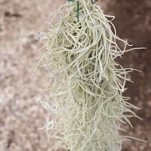 Colombia Thick Spanish Moss Air Plants / Tillandsia Usneoides - 1 to 1.5 Foot Clumps - 30 Day Air Plant Guarantee - FAST SHIPPING