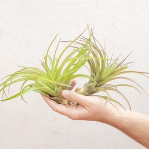 3 Pack XL Tillandsia Abdita Air Plants - 30 Day Air Plant Guarantee - Air Plants for Sale - FAST SHIPPING