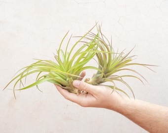 blue star davana fern Phlebodium davana - Blue Star Fern - Indoor Ferns | Hortology