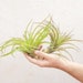 see more listings in the Air Plant 3-Packs section