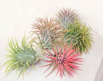 5 Pack of XL Tillandsia Ionantha Rubra Air Plants - 30 Day Guarantee - FAST SHIPPING