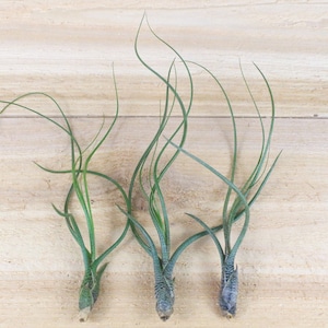 3 Pack of Butzii Air Plants - 30 Day Air Plant Guarantee - Exotic and Rare air plant - Air Plants for Sale - FAST SHIPPING