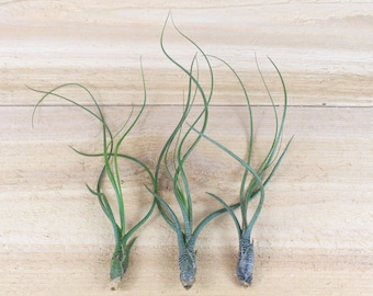 3 Pack of Tillandsia Butzii Air Plants - 30 Day Guarantee - Air Plants for Sale - FAST SHIPPING