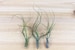 3 Pack of Butzii Air Plants - 30 Day Air Plant Guarantee - Exotic and Rare air plant - Air Plants for Sale - FAST SHIPPING 